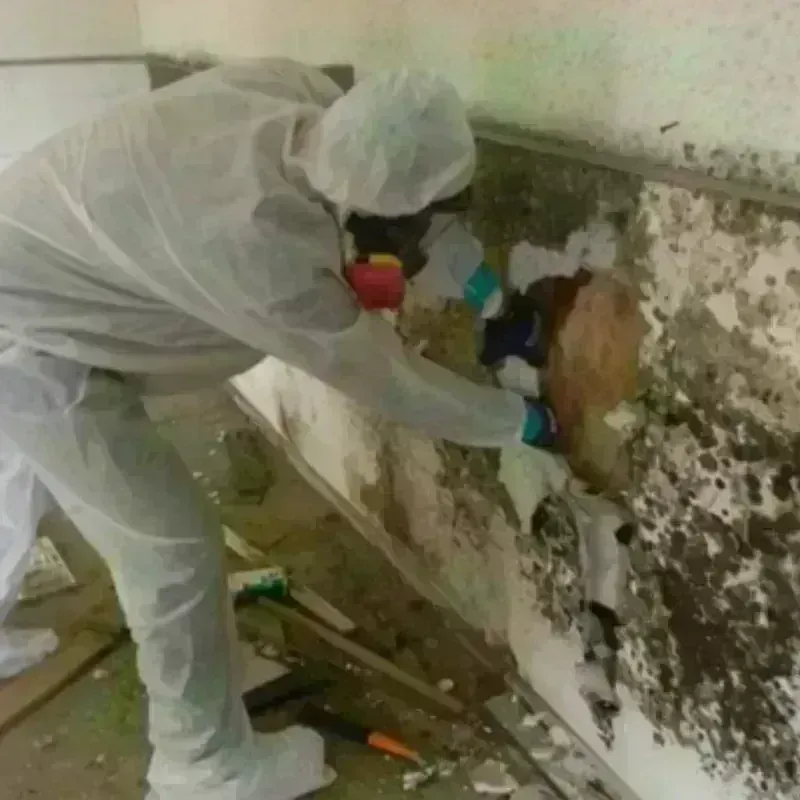 Mold Remediation and Removal in Weber City, VA